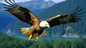 تحميل برنامج Eagle للكمبيوتر من ميديا فاير مجاناً (v15.5.5)